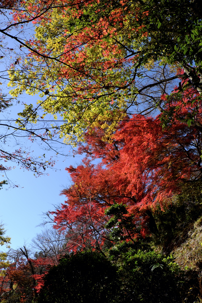 29、晩秋の真言宗豊山派総本山 長谷寺