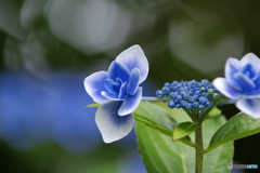 馬見丘陵公園の紫陽花(2024年6月22日)