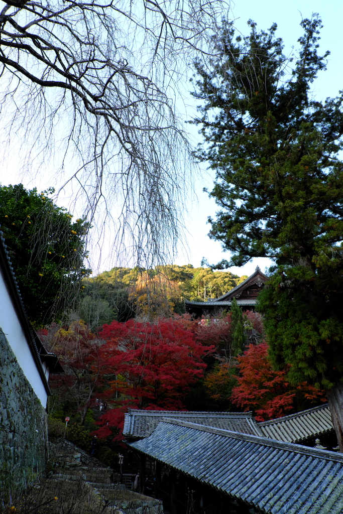 151、晩秋の真言宗豊山派総本山 長谷寺