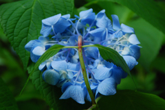 「紫陽花の翼」見ーつけた!!