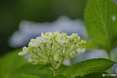 馬見丘陵公園の紫陽花(2024年6月22日)