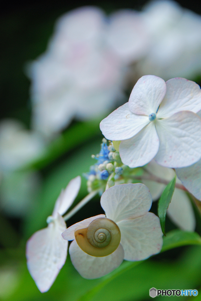 馬見丘陵公園の紫陽花(2024年6月8日)