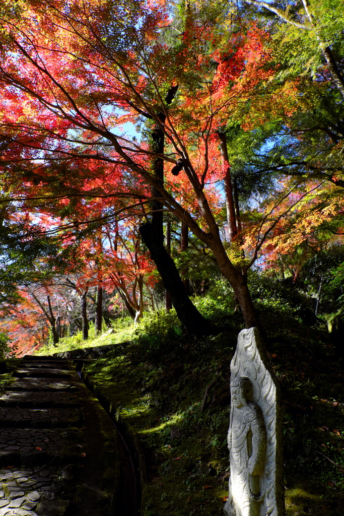 25、晩秋の真言宗豊山派総本山 長谷寺