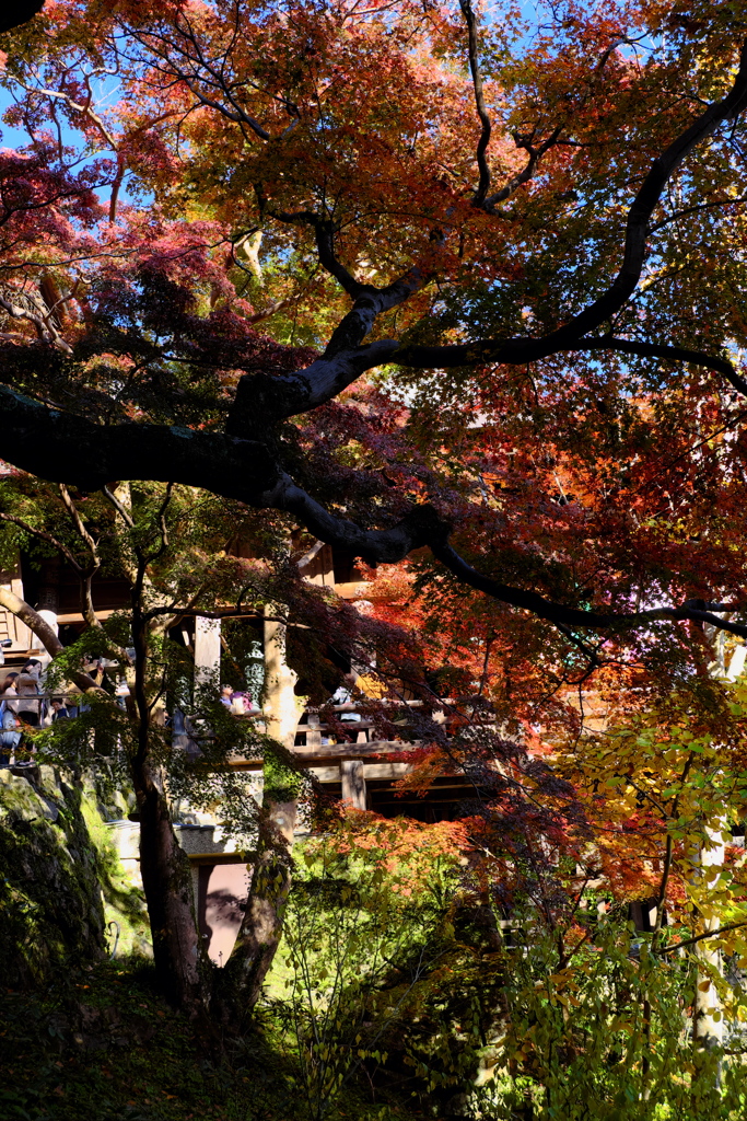 129、晩秋の真言宗豊山派総本山 長谷寺