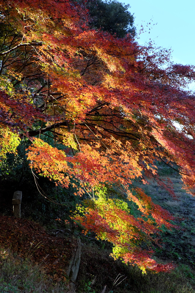 46、晩秋の三輪明神　大神神社