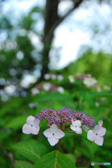 馬見丘陵公園の紫陽花(2024年6月8日)