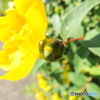 お散歩お写真 1