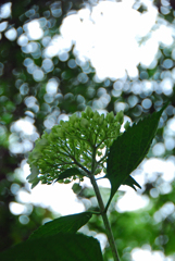 馬見丘陵公園の紫陽花(2024年6月8日)