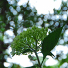 馬見丘陵公園の紫陽花(2024年6月8日)