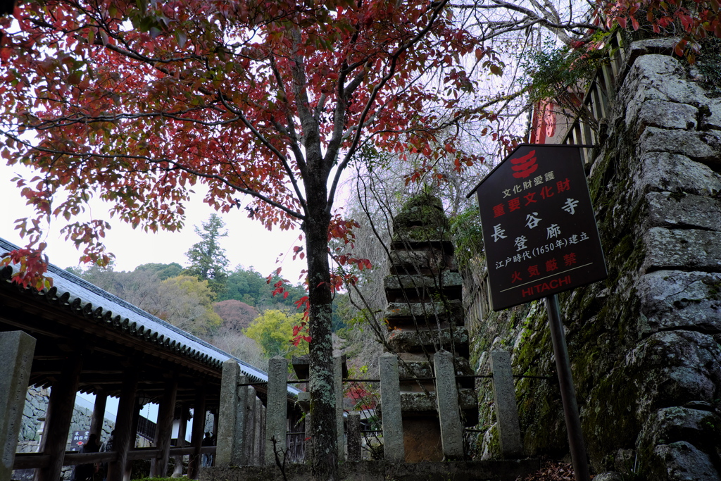 156、晩秋の真言宗豊山派総本山 長谷寺