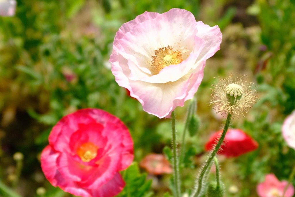 長居植物園 花 18