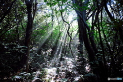 佐田岬 木漏れ日A