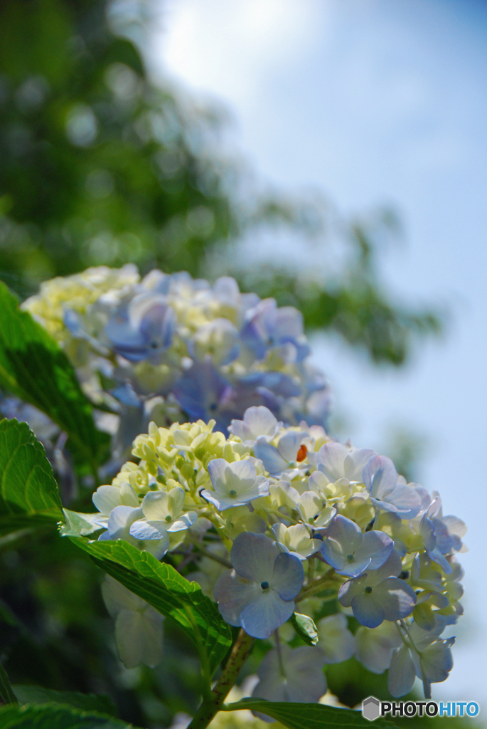 馬見丘陵公園の紫陽花(2024年6月8日)