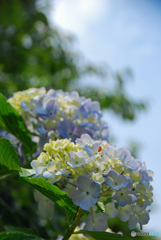 馬見丘陵公園の紫陽花(2024年6月8日)