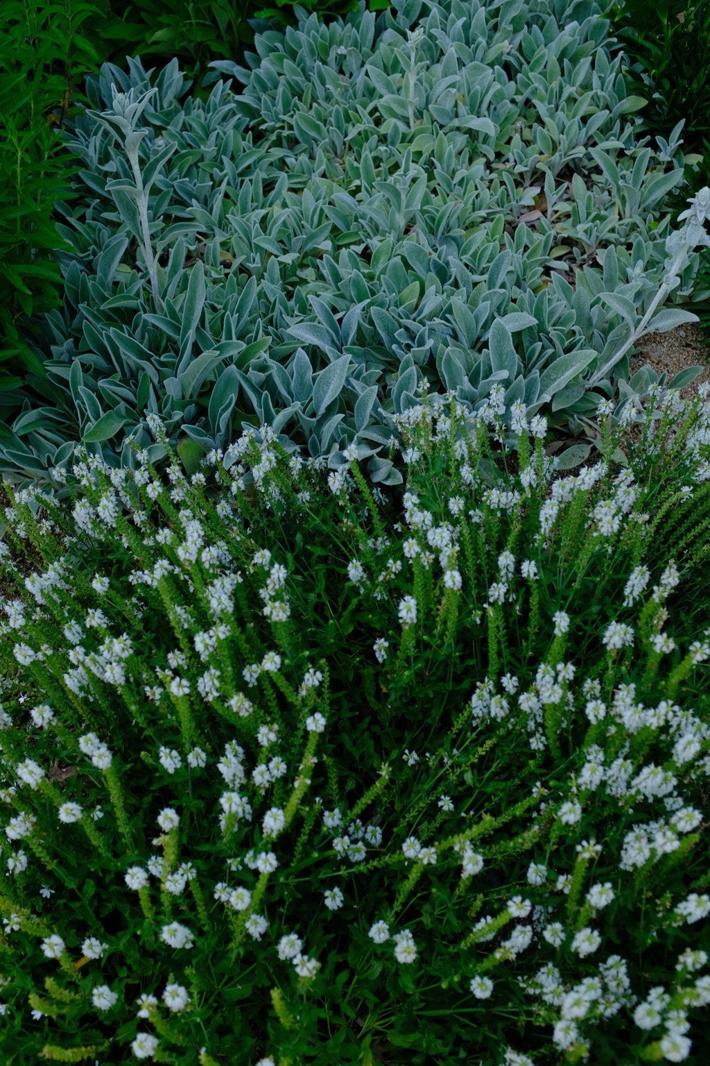 長居植物園 花 34