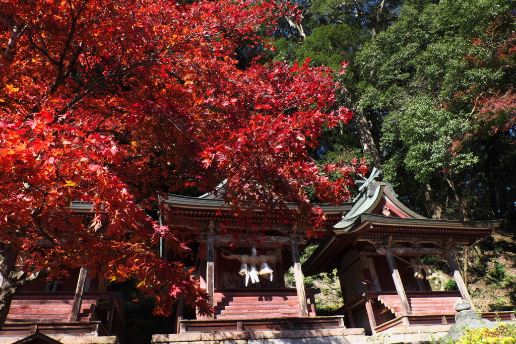 75、晩秋の真言宗豊山派総本山 長谷寺