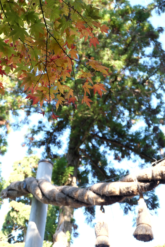 16、晩秋の三輪明神　大神神社