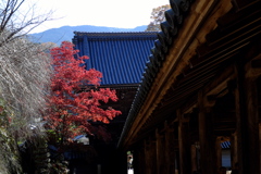 18、晩秋の真言宗豊山派総本山 長谷寺