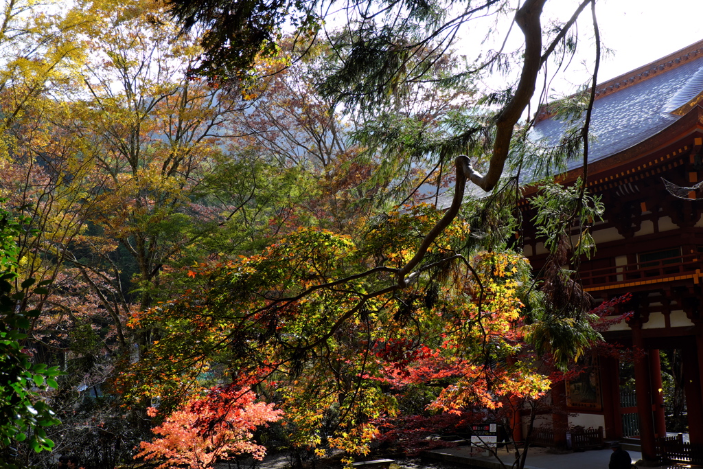 15、女人高野　晩秋の室生寺