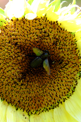 向日葵と蜂/Sunflowers and bees