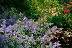 長居植物園 花 29