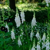 長居植物園 花 35