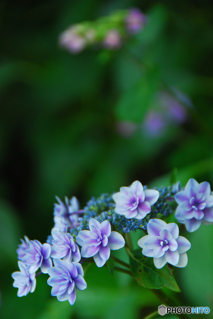 馬見丘陵公園の紫陽花(2024年6月8日)