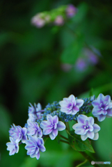 馬見丘陵公園の紫陽花(2024年6月8日)