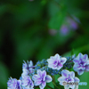 馬見丘陵公園の紫陽花(2024年6月8日)