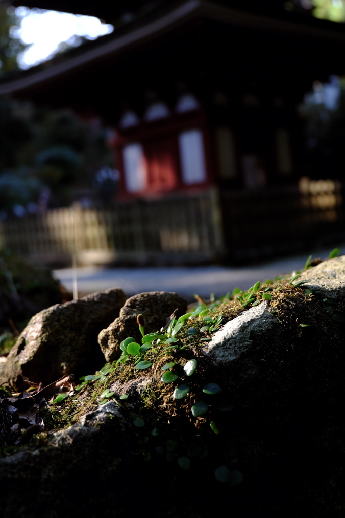 28、女人高野　晩秋の室生寺