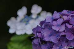 馬見丘陵公園の紫陽花(2024年6月22日)