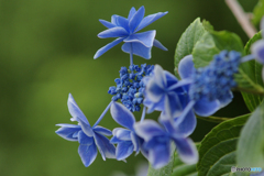 馬見丘陵公園の紫陽花(2024年6月22日)