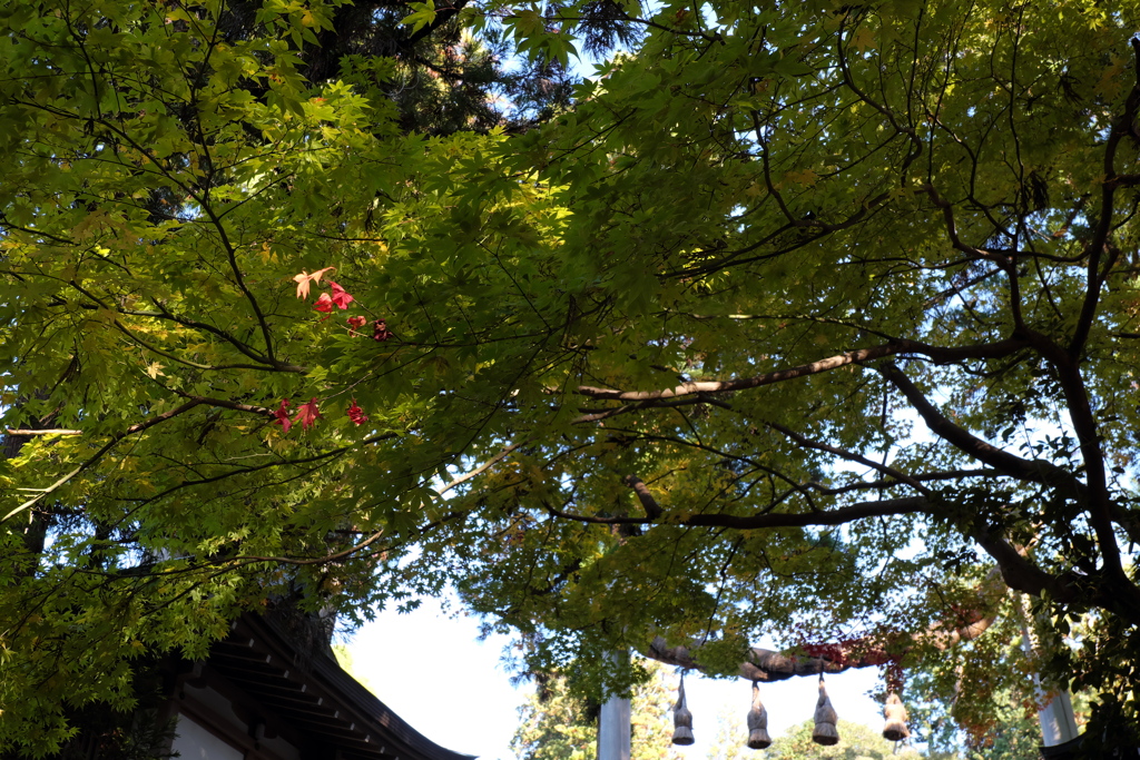 27、晩秋の三輪明神　大神神社