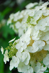 馬見丘陵公園の紫陽花(2024年6月8日)