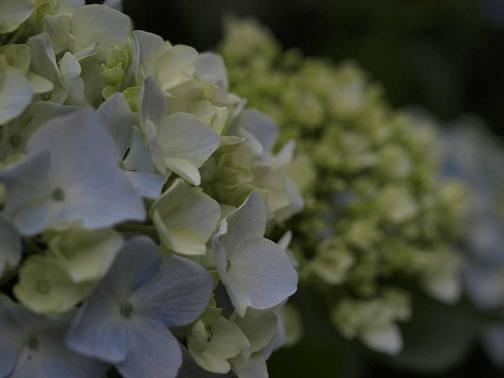 紫陽花 2021