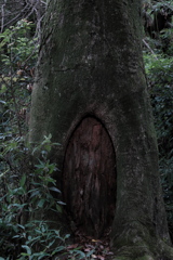老木の入口