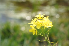 春の小川