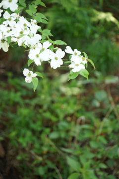 花水木