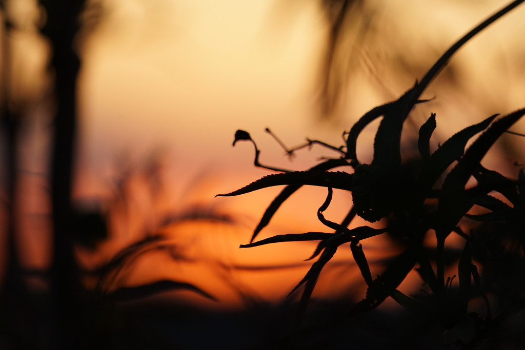 夕景C1D63284-3662-4BAE-8EC8-47BC9CCB3588