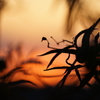 夕景C1D63284-3662-4BAE-8EC8-47BC9CCB3588