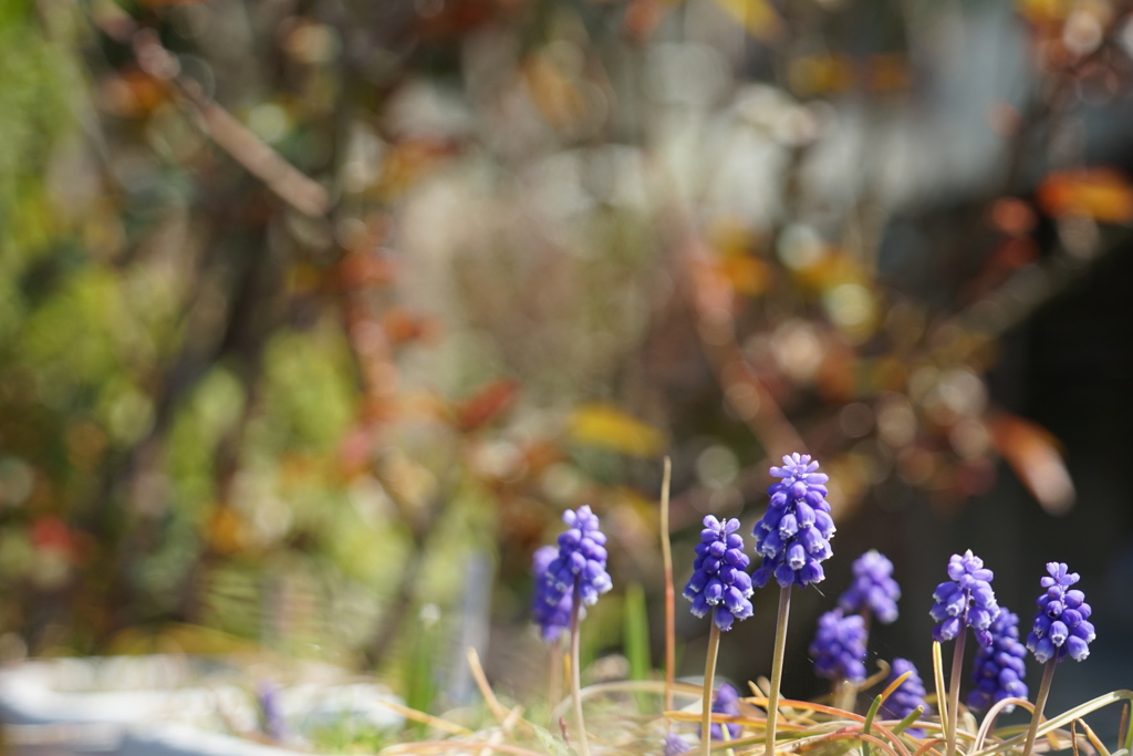 道端の草花