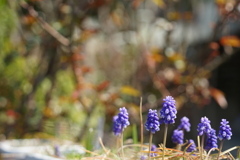道端の草花