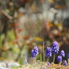 道端の草花