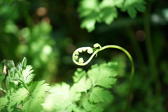 magic curve