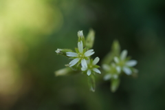 オランダ耳菜草