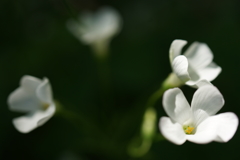 白花芋酢漿