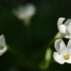 白花芋酢漿