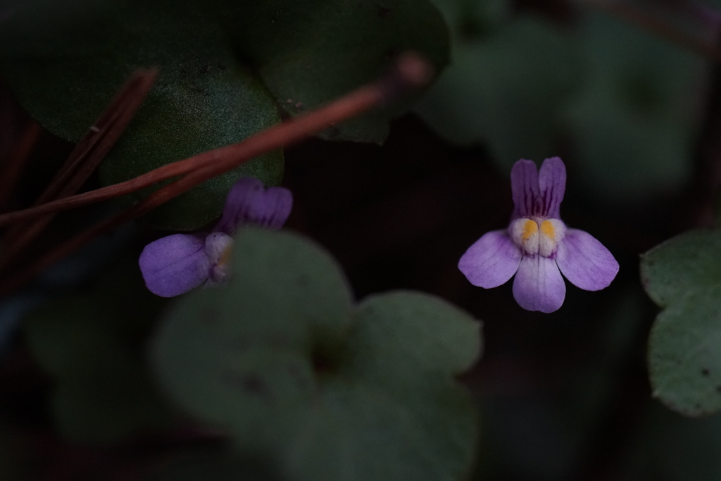 日陰のツタバウンラン