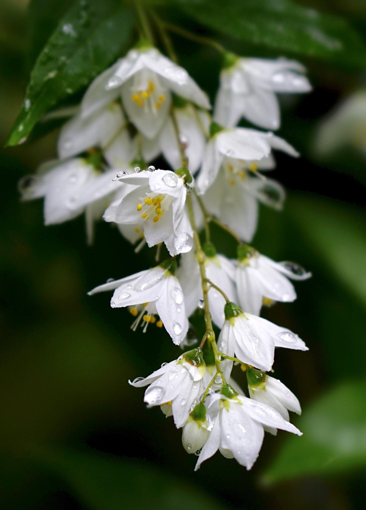 Spring rain