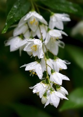 Spring rain